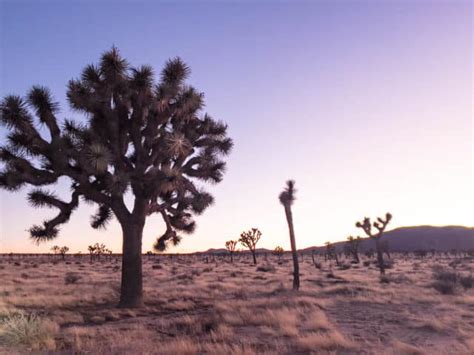 Hidden Valley, Joshua Tree National Park: Trail Guide — The Discoveries Of