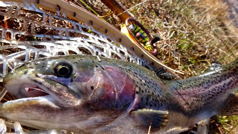 The Fly Syndicate The Ruby Marshes An Eastern Nevada Gem