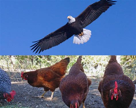 Eagles Soar Quotes With The Chickens. QuotesGram