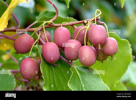 Mini Kiwi Actinidia Arguta Weiki Stock Photo Alamy