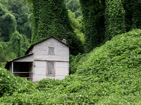 The Carpetbagger: Kudzu