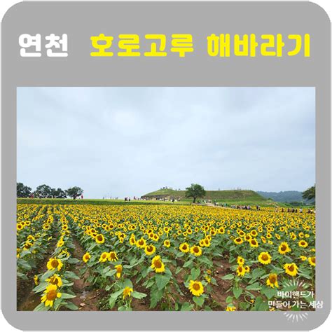 연천 호로고루 해바라기 통일바라기축제 가을꽃구경 네이버 블로그