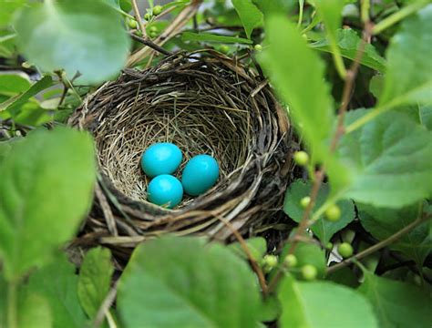 Robins Eggs