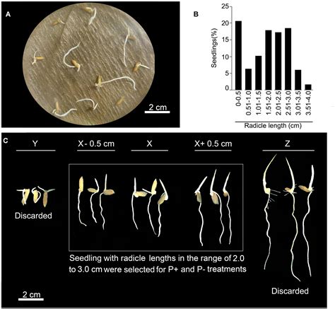 Frontiers Deciphering Phosphate Deficiency Mediated Temporal Effects