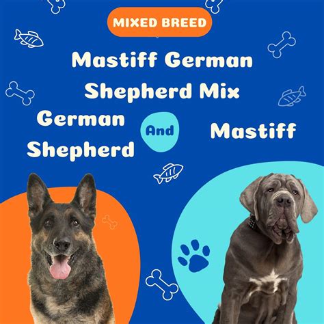 German Shepherd Mastiff Mix | Dog Crossbreeding at its Best