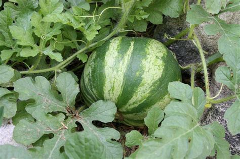 Mastering the Art of Growing the Best Watermelon Tips and Tricks - FoodieScapes