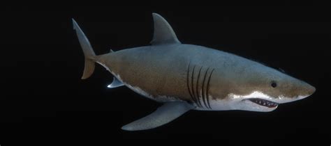 3D model Jaws White Shark VR / AR / low-poly | CGTrader