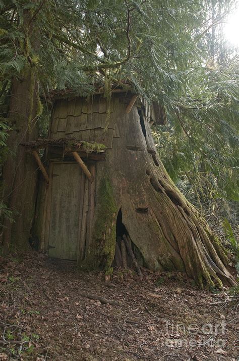 The Stump House Photograph by Davina Parypa - Fine Art America