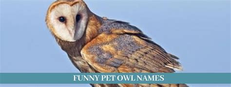 Best 300 Pet Owl Names Updated 2021 - Zoological World