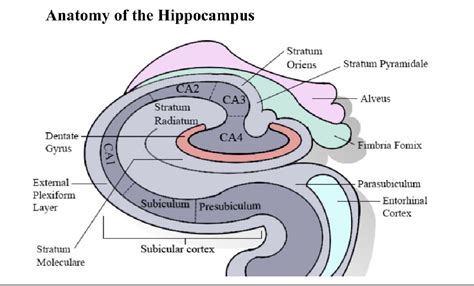 Figure 1 From Ammons Horn 2 Ca2 Of The Hippocampus A Long Known