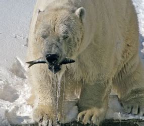 diet - polar bears