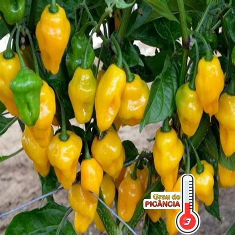 Pimenta Cheiro Do Norte Capsicum Chinense