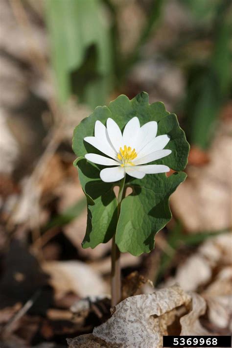 Bloodroot Sanguinaria Canadensis