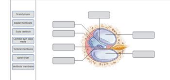 Answered: Scala tympani Basilar membrane Scala… | bartleby
