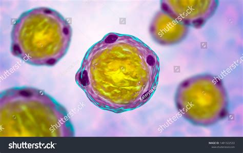 Blastocystis Hominis Life Cycle