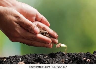 Agriculture Growing Plants Plant Seedling Stock Photo 1377204317