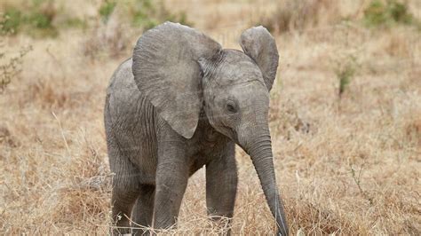 Petition · Saving The African Elephant (And Stopping Poaching) - United ...