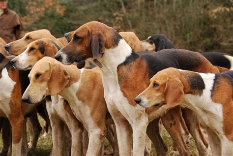 Comment Fonctionne Une Meute De Chiens