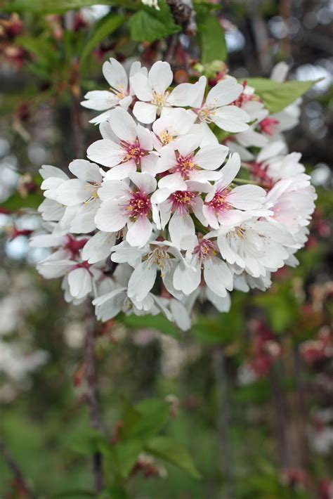 Boise Daily Photo Garden Shot Fountain Weeping Cherry Blossom