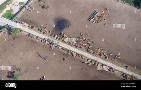 Cattle Feedlot America Hi Res Stock Photography And Images Alamy