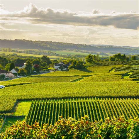 Cognac-Ratgeber | MALT WHISKY Magazin