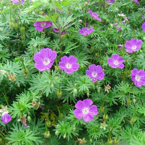 Geranium Sanguineum - Coastal Gardens
