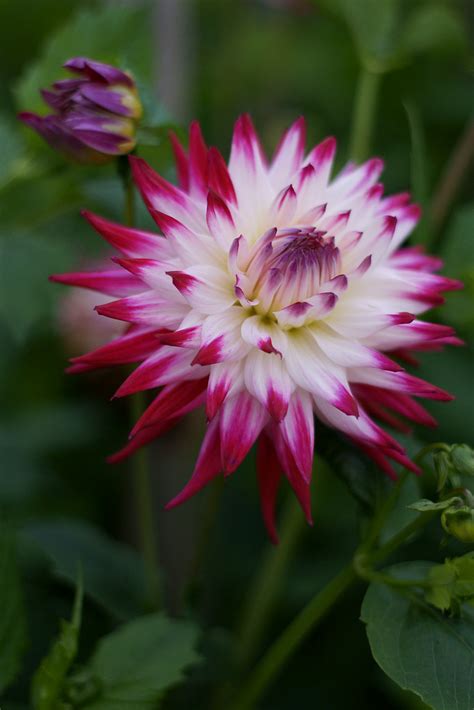 Dahlia Sorbet Taken At Swansea Botanical Complex Wales Flickr