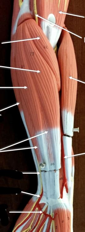 Ventral Forearm Superficial Layer Diagram Quizlet