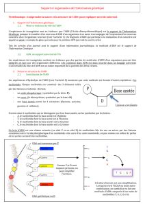 BILAN TP7 ADN et codage de l information génétique