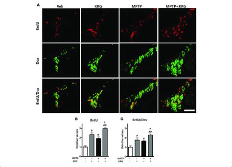 Effects Of Krg On Cell Proliferation In The Subventricular Zone Svz