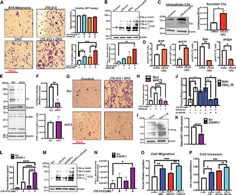 Figure From Crosstalk Between Pro Survival Sphingolipid Metabolism