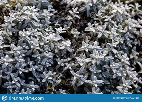 Snow In Summer Cerastium Tomentosum Leaves In A Garden Stock Image