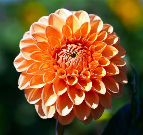 Dahlia Fleur D Oranger Fleurir Photo Gratuite Sur Pixabay Pixabay