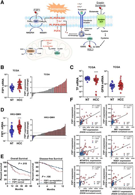 Ferroptosis Suppressor Protein 1 Inhibition Promotes Tumor Ferroptosis