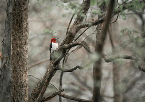 Red Headed Woodpecker Photos, Download The BEST Free Red Headed ...