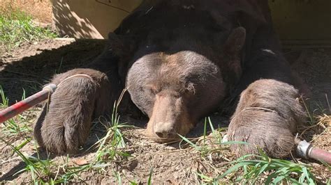 Enormous 400lb Black Bear Found Under Colorado Deck Is Biggest Ever Seen Newsweek