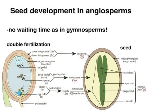 PPT - Origins of Angiosperms PowerPoint Presentation, free download ...