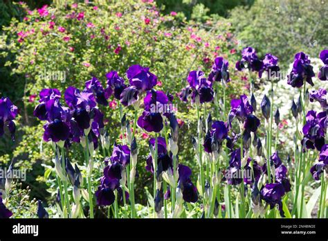 Summer Blooms Of Tall Purple Bearded Iris Germanica And Pink Roses In A