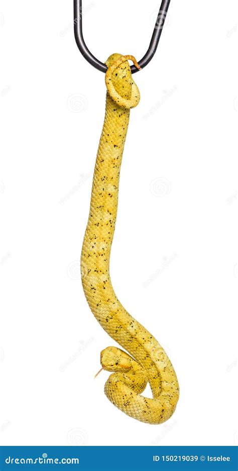 Eyelash Viper Pit Viper In Front Of White Stock Image Image Of Side