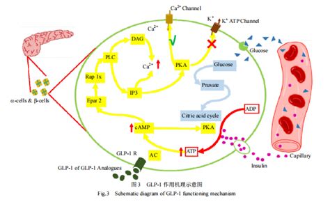 行研已上市GLP 1受体激动剂的研究进展 浙江湃肽生物股份有限公司