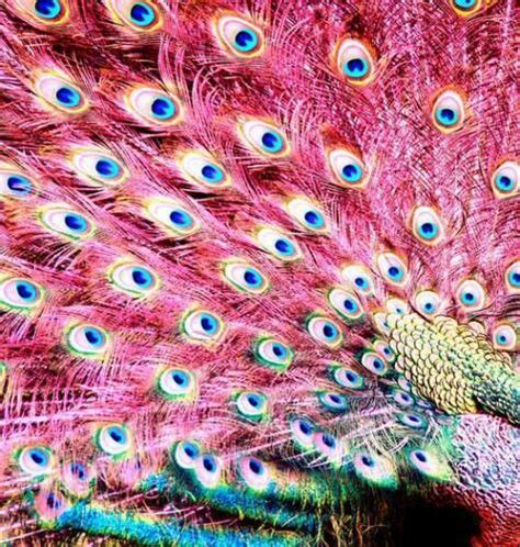 What’s my favorite color? All of ’em (39 photos) | Pink peacock ...