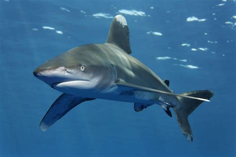 Oceanic Whitetip Shark – "OCEAN TREASURES" Memorial Library