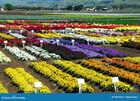 Flower Farm Stock Images - Image: 4990564