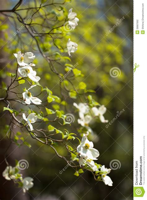 White Flowering Dogwood Tree Cornus Florida In Bloom Stock Photo