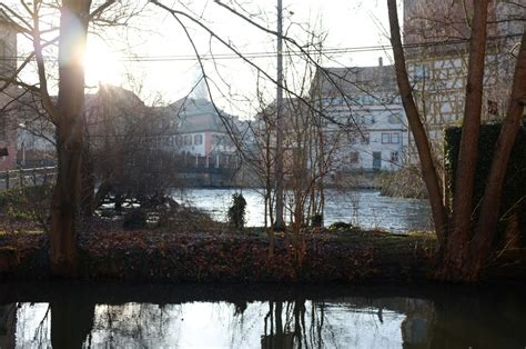 Free Images Tree Water Winter Morning Flower City River