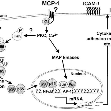 Scheme Of The Intracellular Signalling Pathways Of MCP 1 In A Human