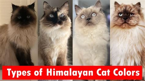 Types Of Himalayan Cat Colors Coat Patterns Youtube