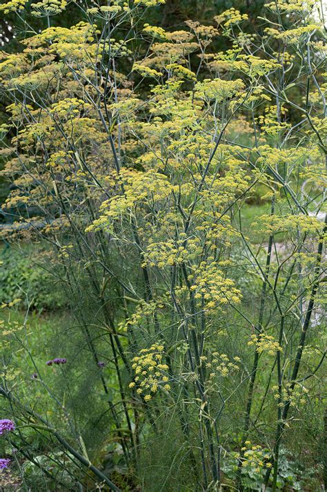 Bl Hender Gew Rzfenchel Bild Kaufen Gartenbildagentur