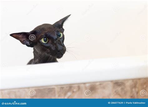 Black Funny Cat Isolated on White Stock Image - Image of sitting ...