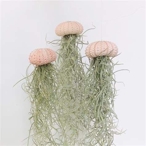 Jellyfish Air Plant Live Plant Tillandsia Decor Hanging Etsy